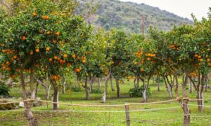 Orange trees growing near a boundary fence, raising questions about property ownership in Jacksonville, FL