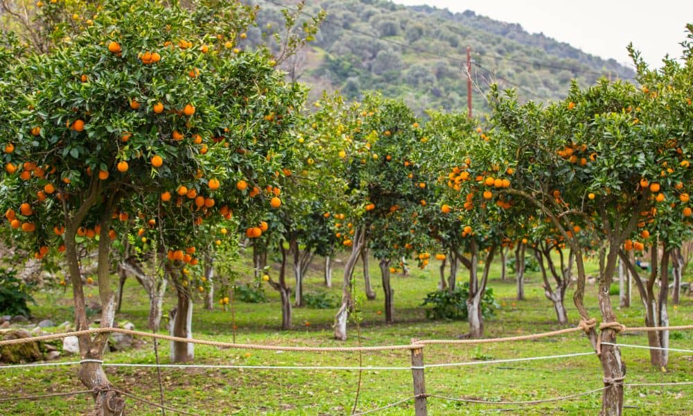 orange grove boundary survey jacksonville fl - ALTA SURVEY Florida Orange trees growing near a boundary fence, raising questions about property ownership in Jacksonville, FL